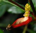 cigar flower ، firecracker plant ، Mexican cigar